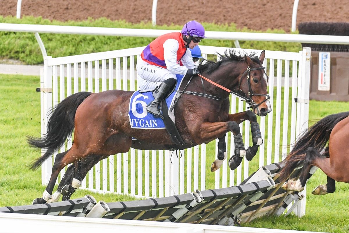 Bedford a jumps star