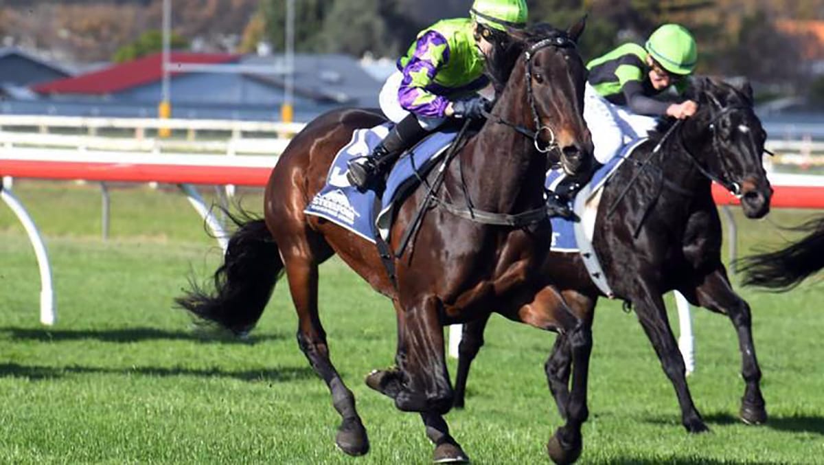 Reid hoping sassy mare delivers