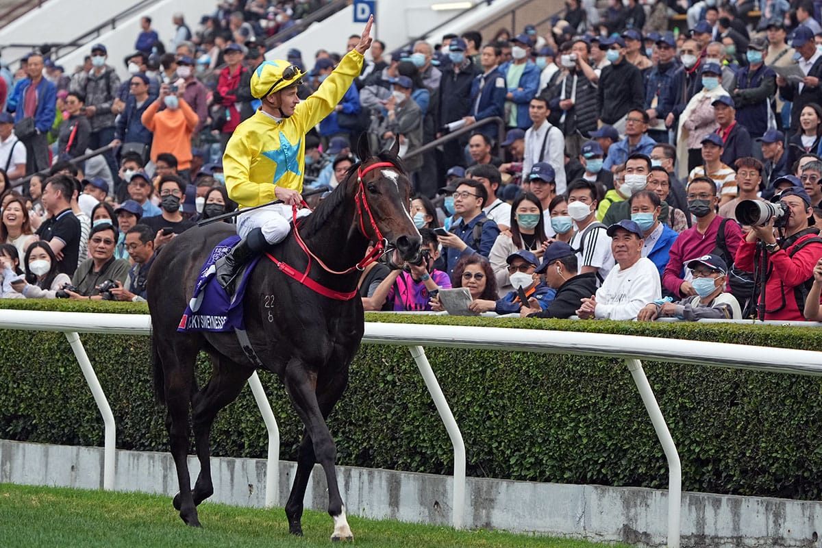 Lucky Sweynesse flying flag for Novara Park-based sire