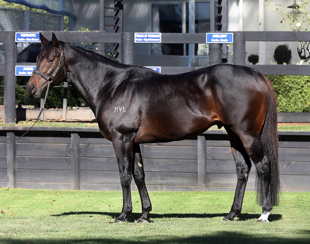 Champion sire Proisir completes Rich Hill Stud’s unfinished business