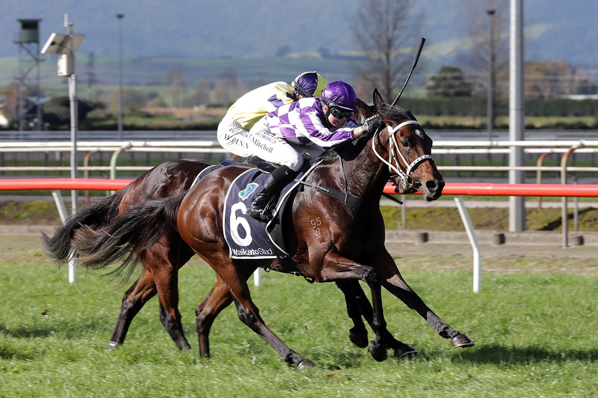 Popular trainer looking for Te Rapa win