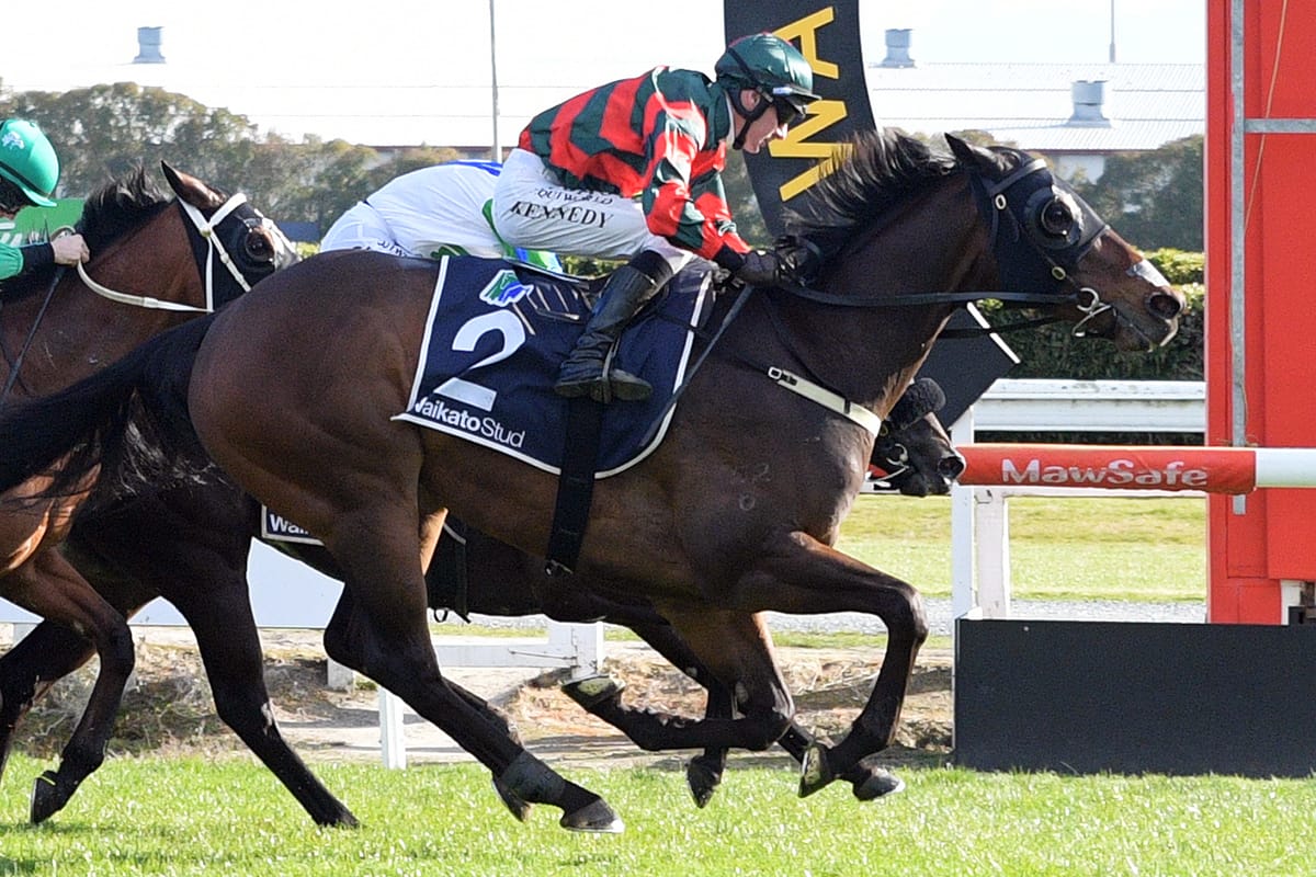 Wexford Stables set to unveil debutants at Avondale