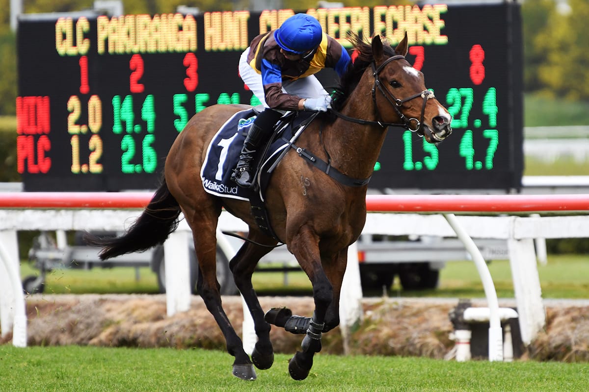 The Cossack prevails in Pakuranga Hunt Cup