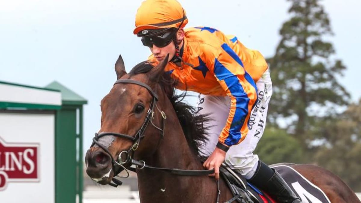 Challa enjoying spring racing