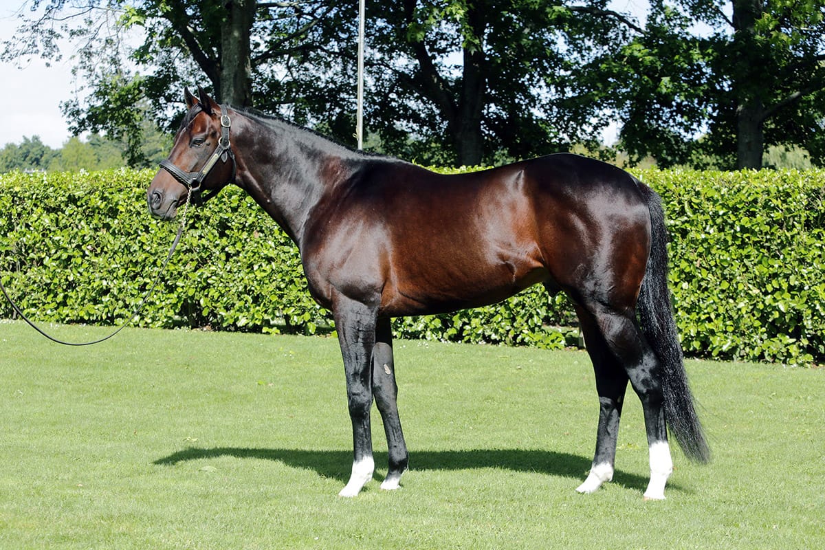 Great results for Rich Hill stallions at awards