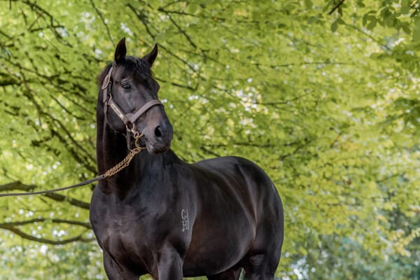 NZB Ready to Run Sale Stacked With Established Stallion Talent