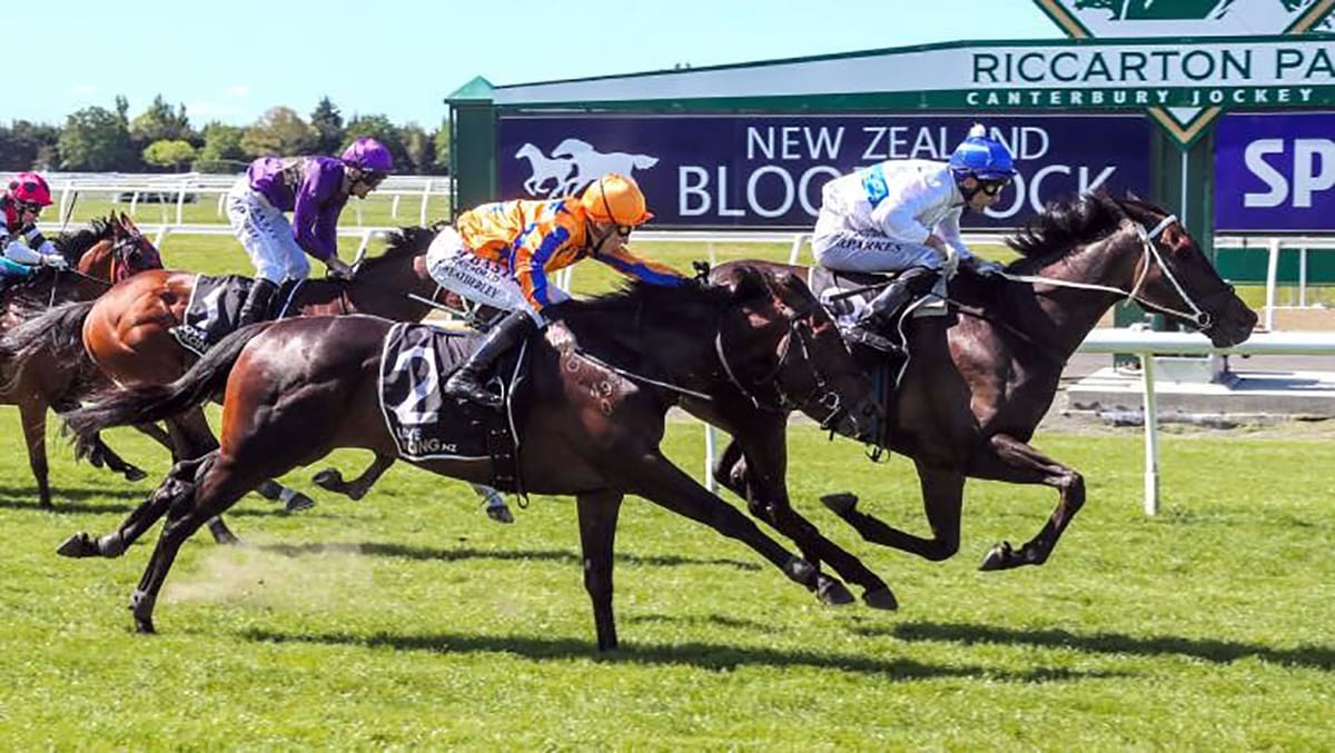 The Oaks Stud looking to add to Guineas legacy