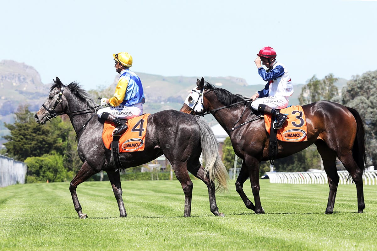 Stable pet becoming stable star