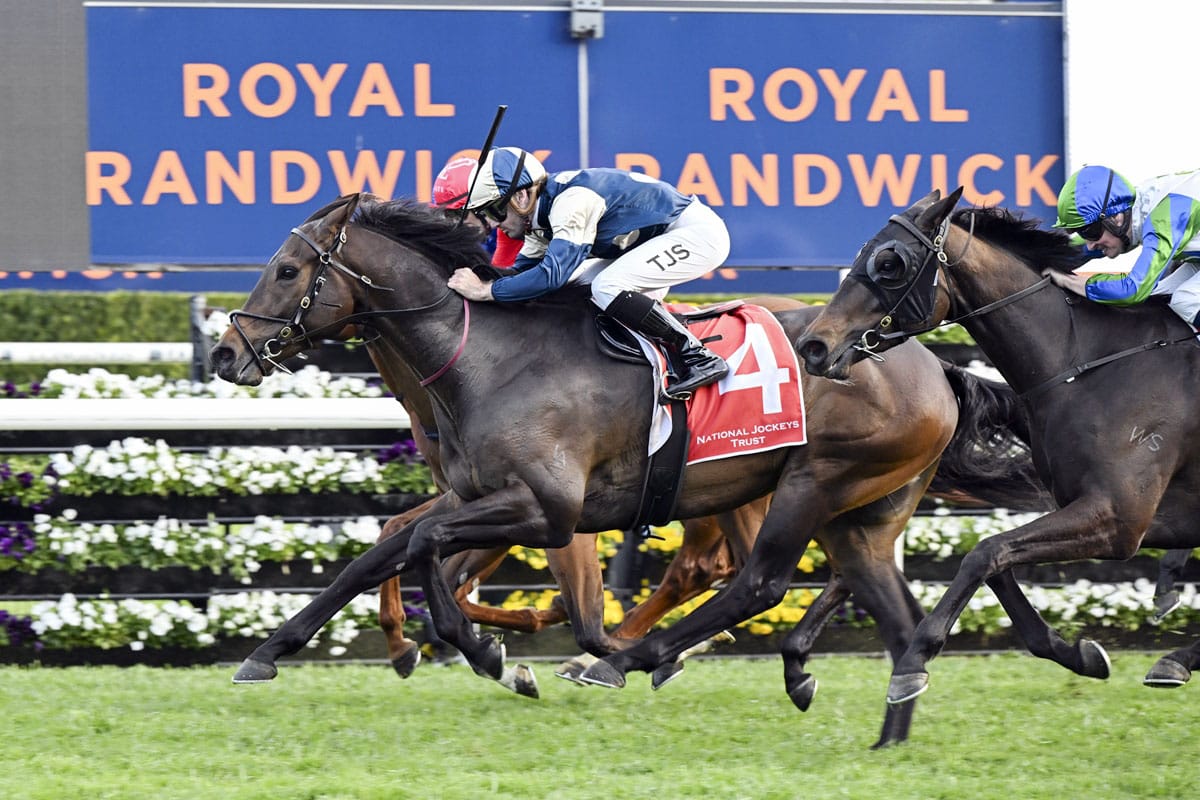 Gringotts too strong at Randwick