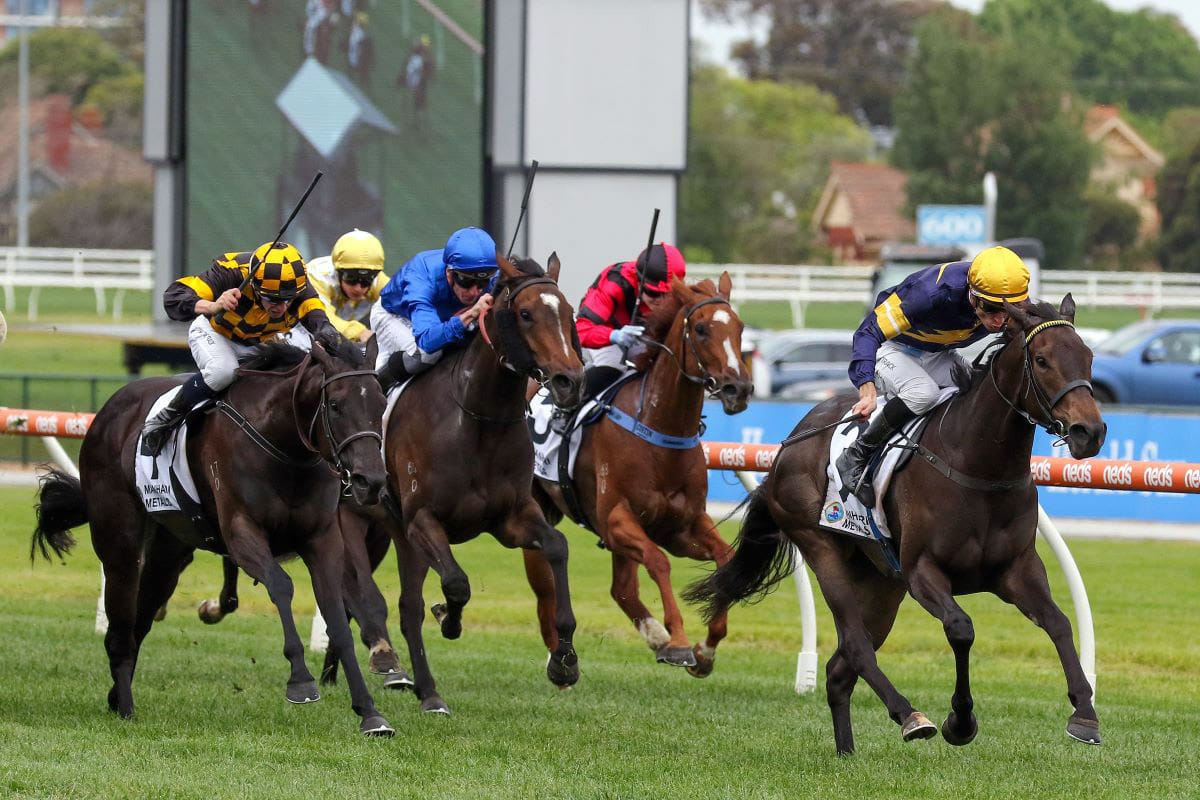 Coeur Volante on target for Guineas