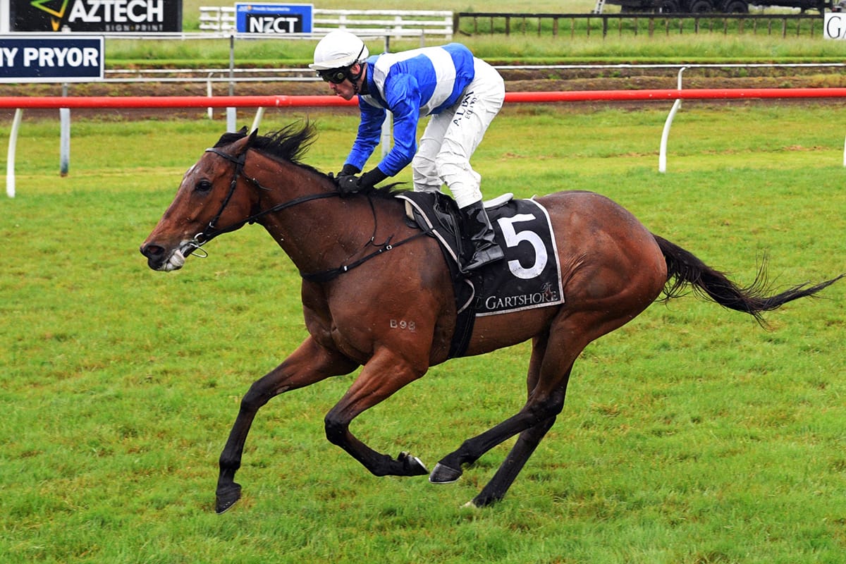 Gino super in Tauranga Stakes