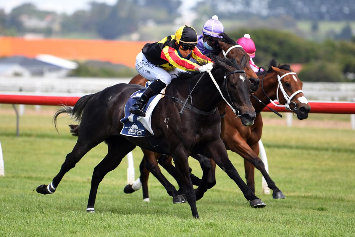 Quality Wellfield bloodstock for sale on gavelhouse.com