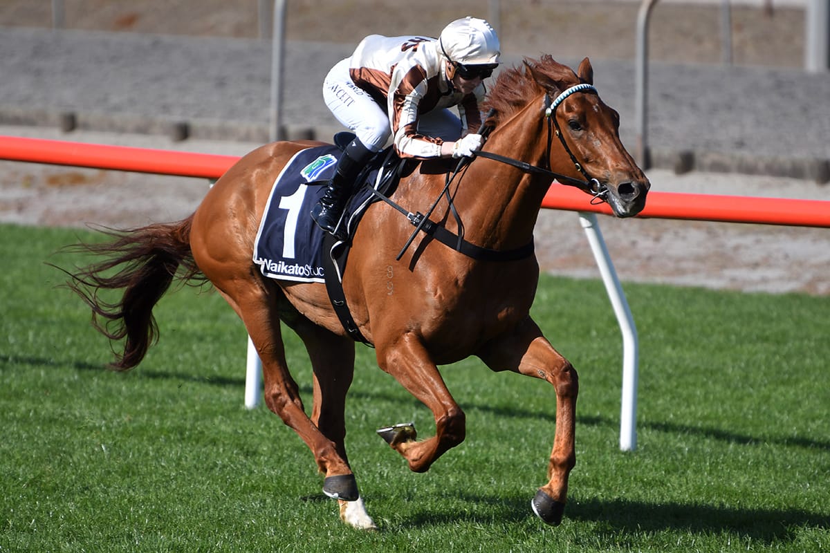 Pukekohe performance to determine Adam I Am's programme