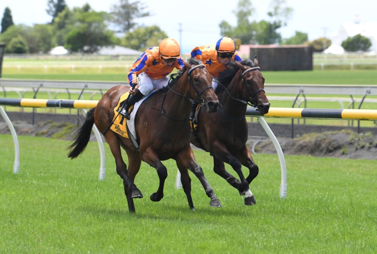 Damask Rose posts debut win