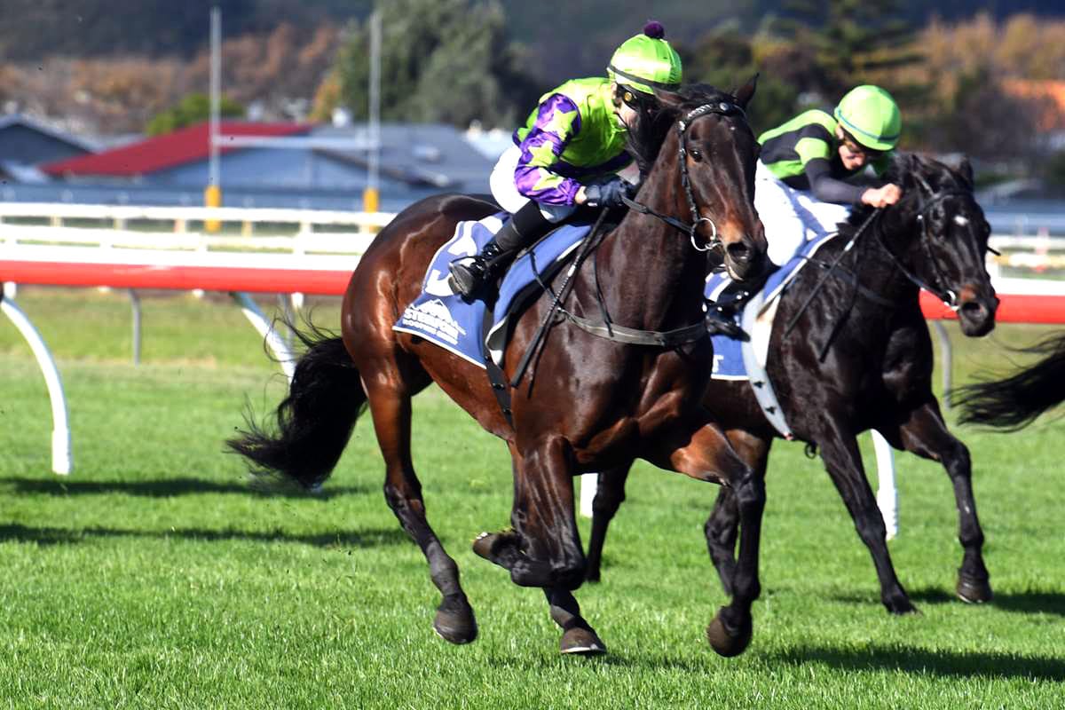 Hi Yo Sass Bomb seeking home track win