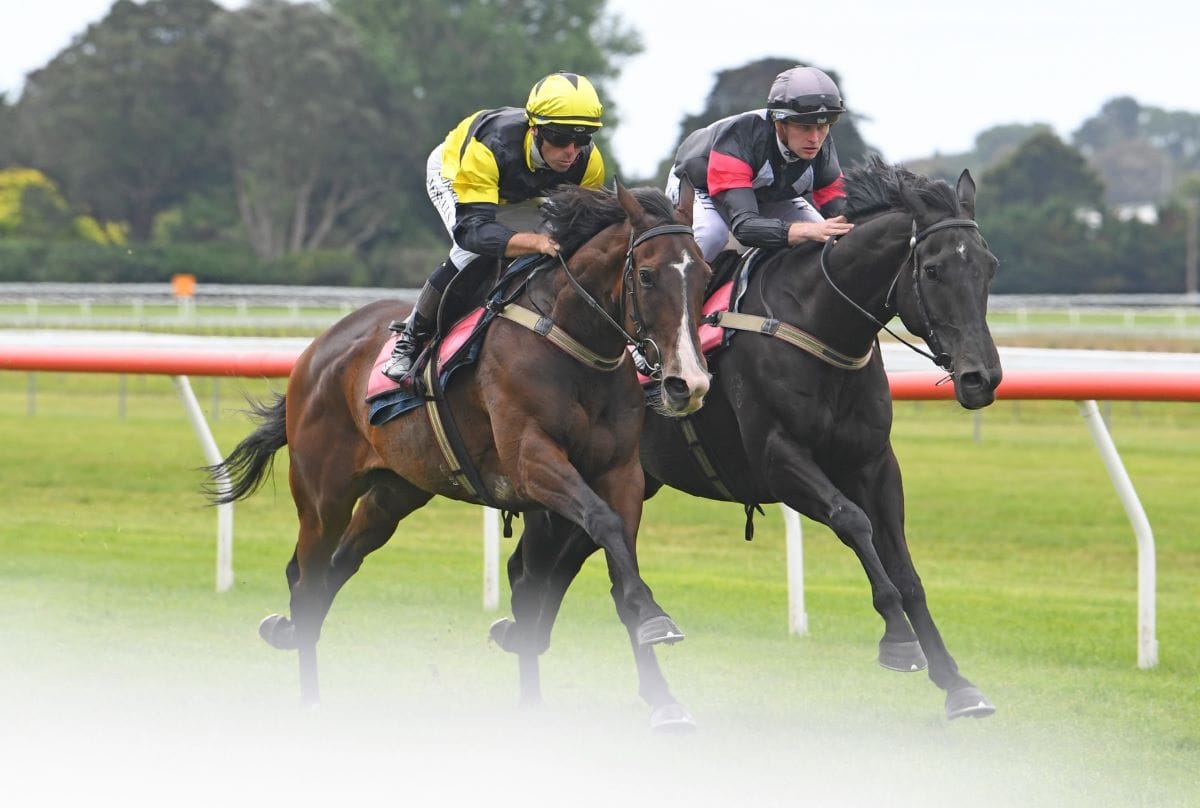 One Bold Cat to tackle elite level in Zabeel Classic