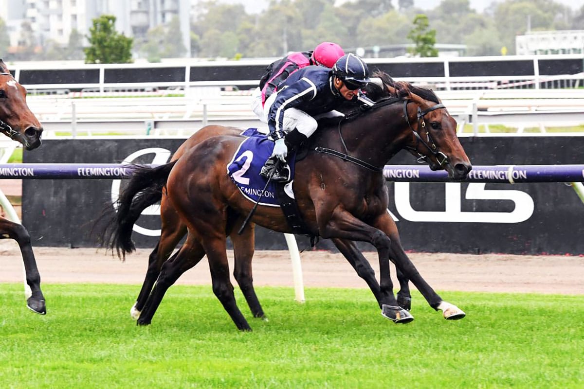 Bold Soul Brilliant in Launceston Guineas