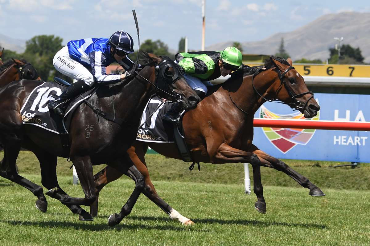 Blackadder chasing Greymouth Cup win