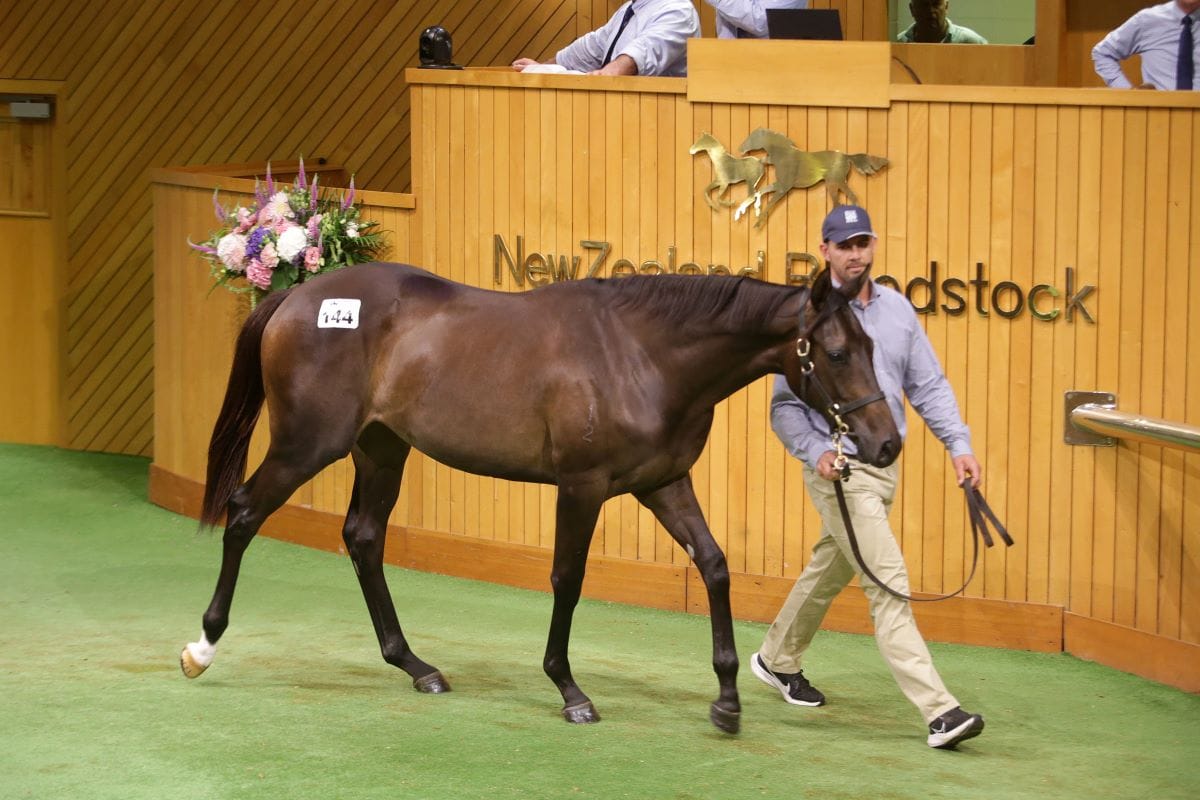 Spotlight on Satono Aladdin