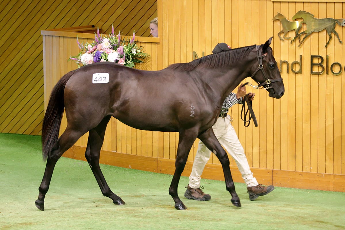 Mills snares another Savabeel filly