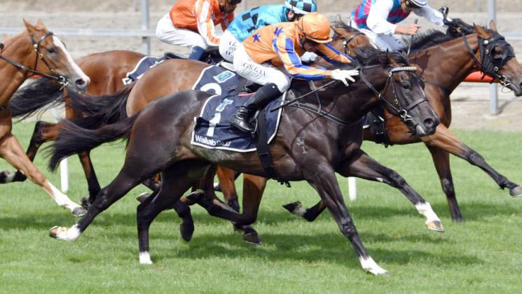 Te Akau juvenile on song at Matamata