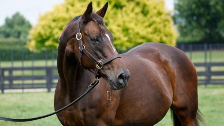 Champion mare's influence still strong