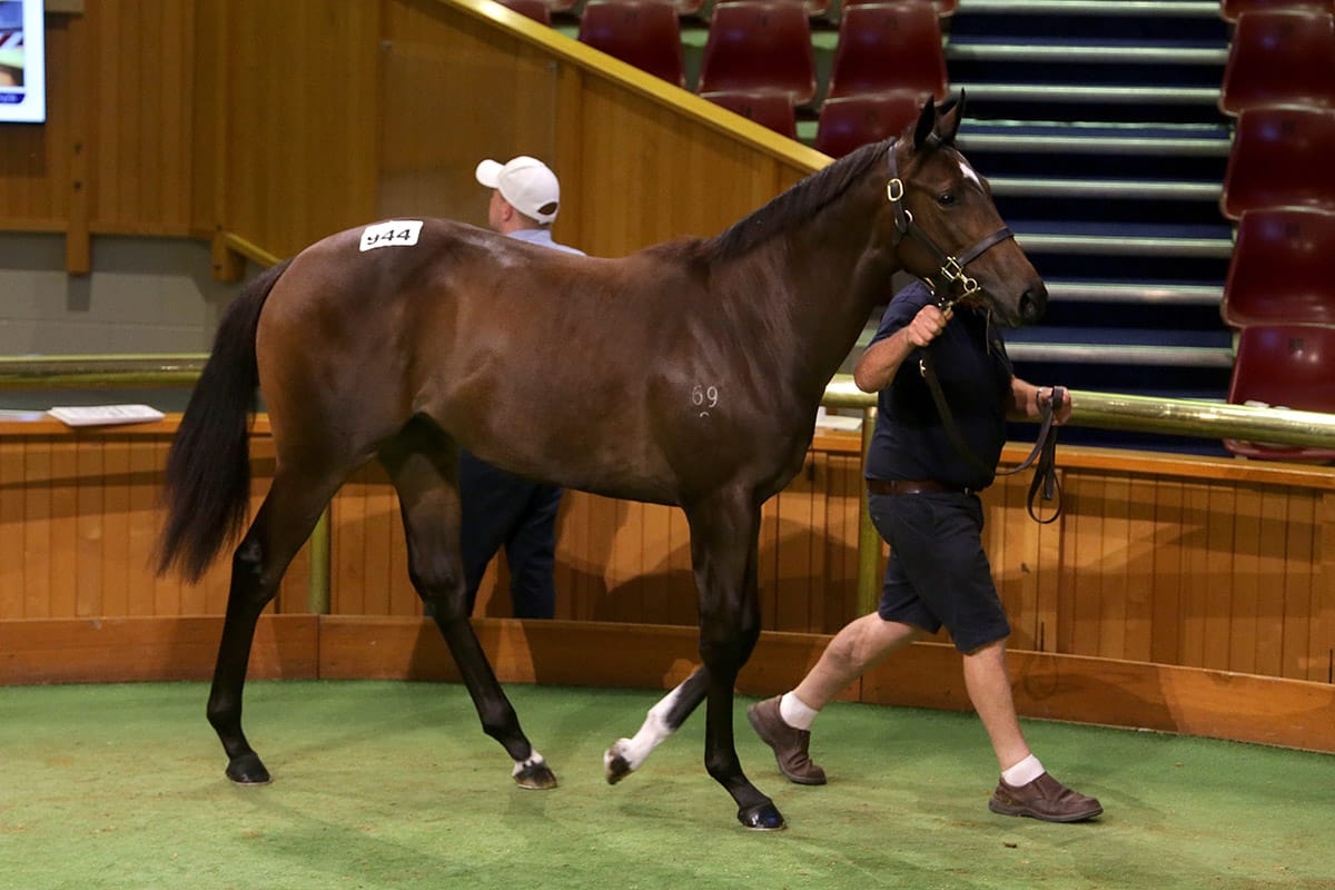 Kingsclere hope Proisir lightning will strike twice