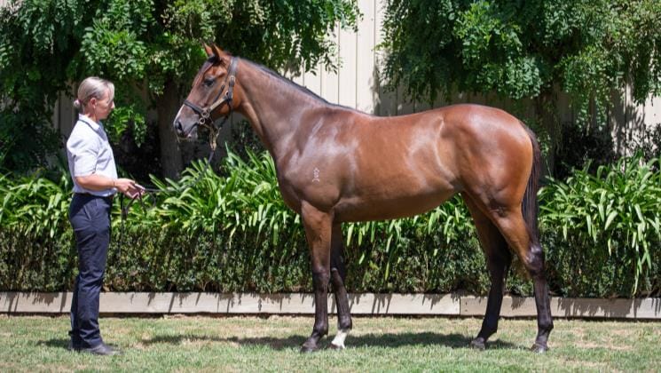 Molly in full Bloom for breeder