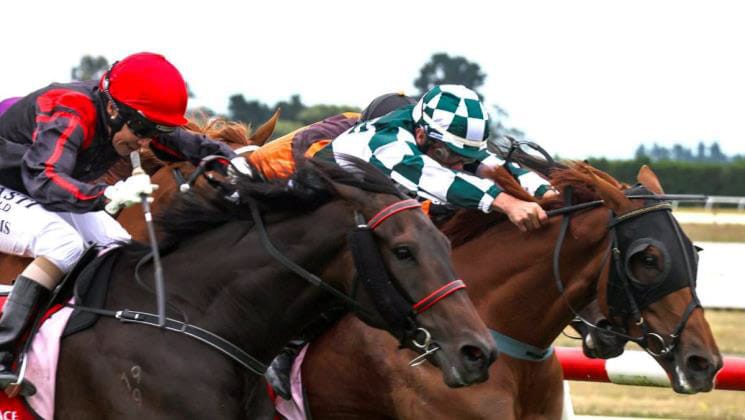 Dazzling Miss chasing Breeders crown