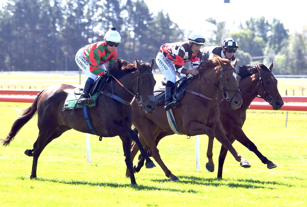 Faraglioni all set for Cuddle Stakes