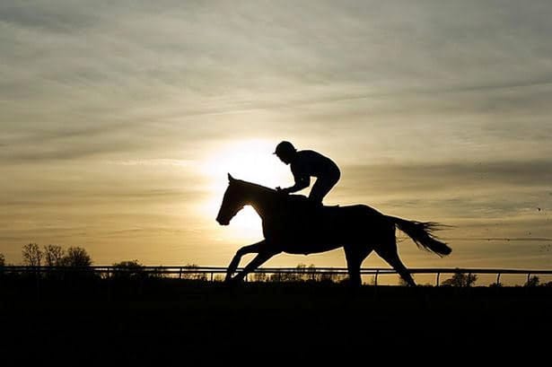 Newgate Farm's Capitalist: A Shining Star in Thoroughbred Excellence Supporting Spinal Cord Injury Research