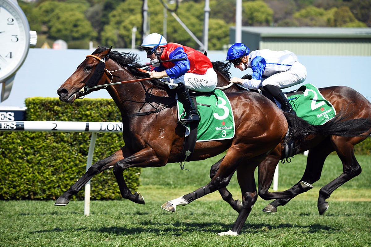 Group One performer Hilal to Grangewilliam Stud