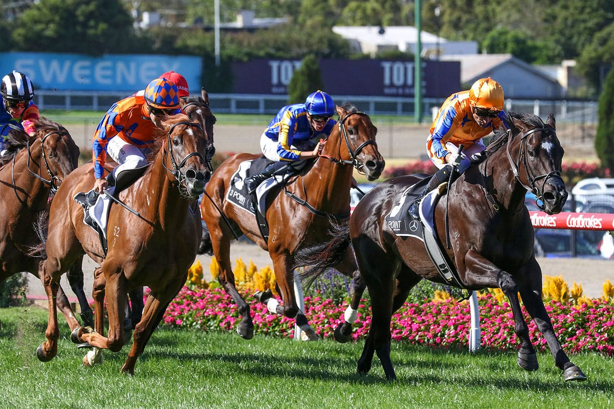 Imperatriz heading to auction