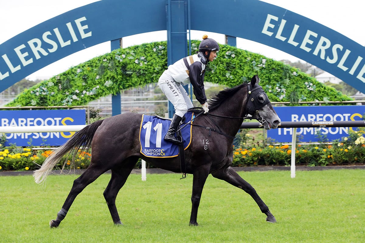 Good Oil ready to strike in Cup