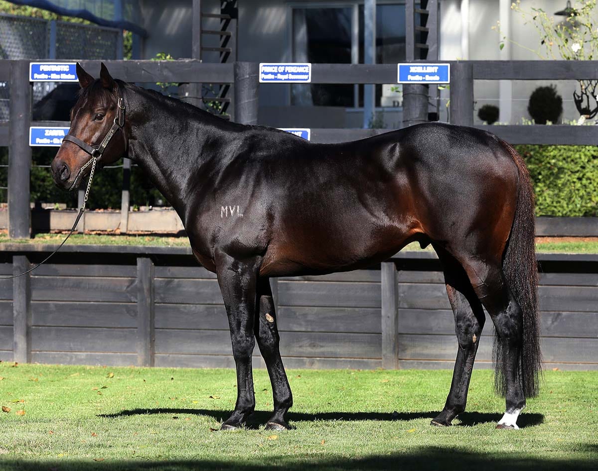 Rich Hill reveals 2024 stallion fees