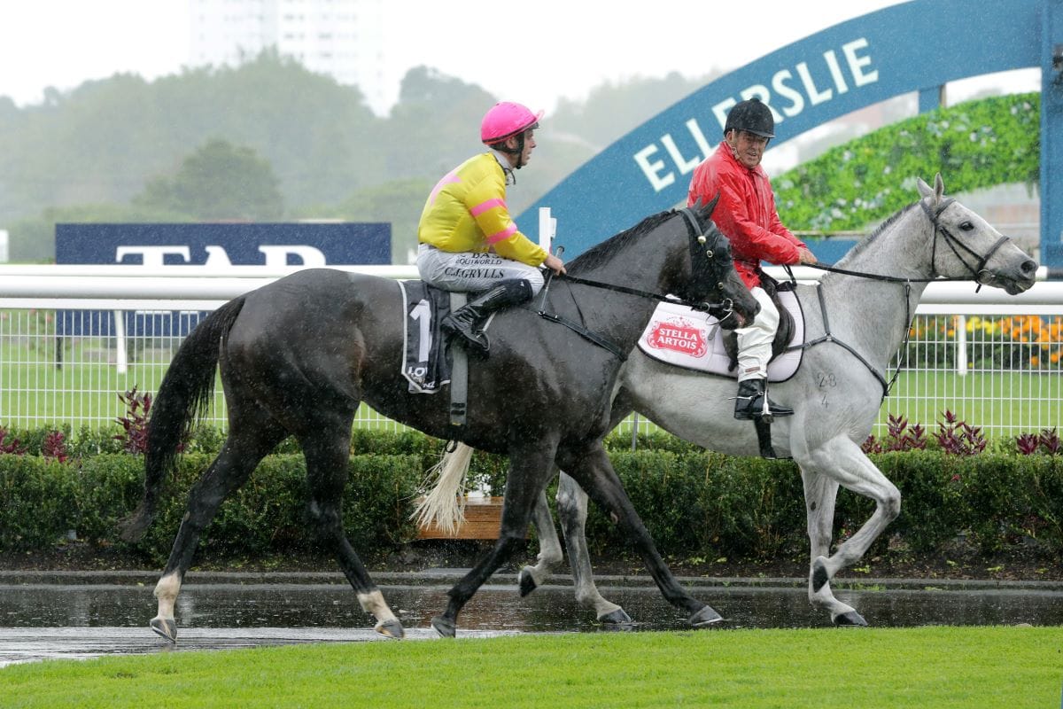Ellerslie win puts black type on blueblood’s radar
