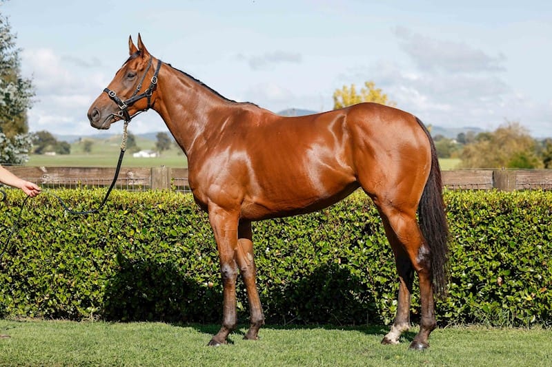 Reserve met on blue-blood Stella Splendida