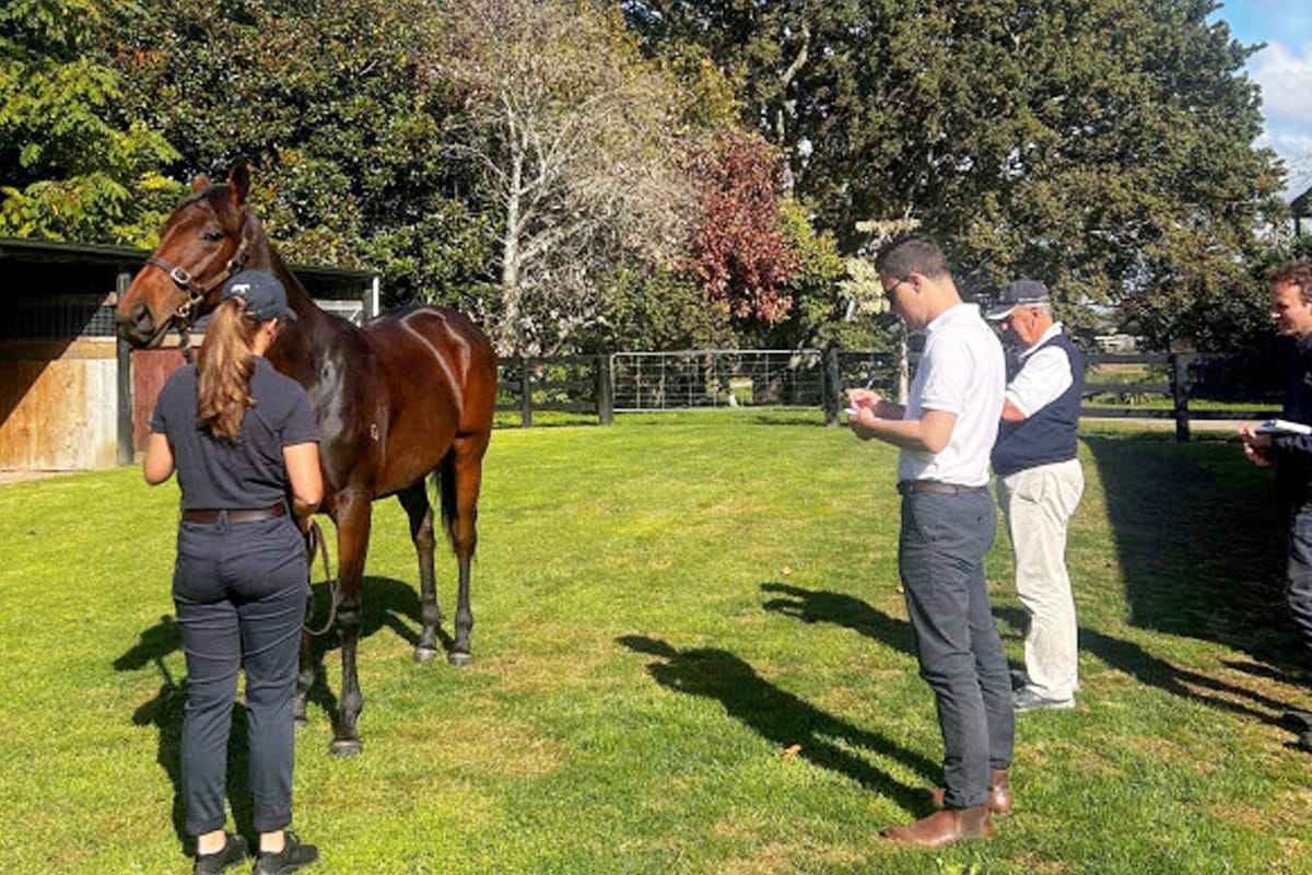 Plenty of Drawcards in NZB National Online Yearling Sale Catalogue