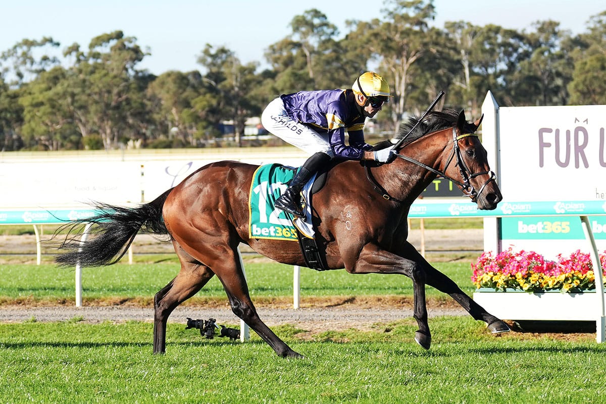 Breeders faith in War Machine rewarded