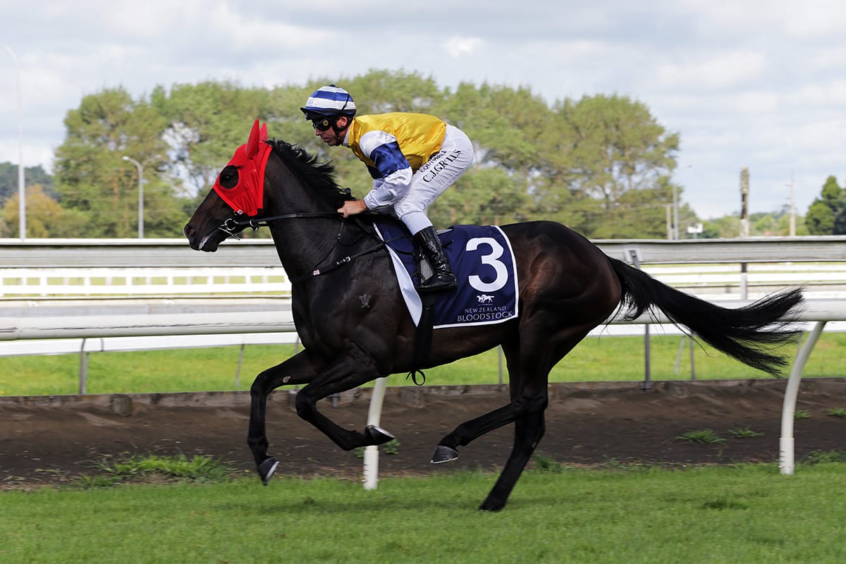 Forsman chasing black-type on both sides of the Tasman