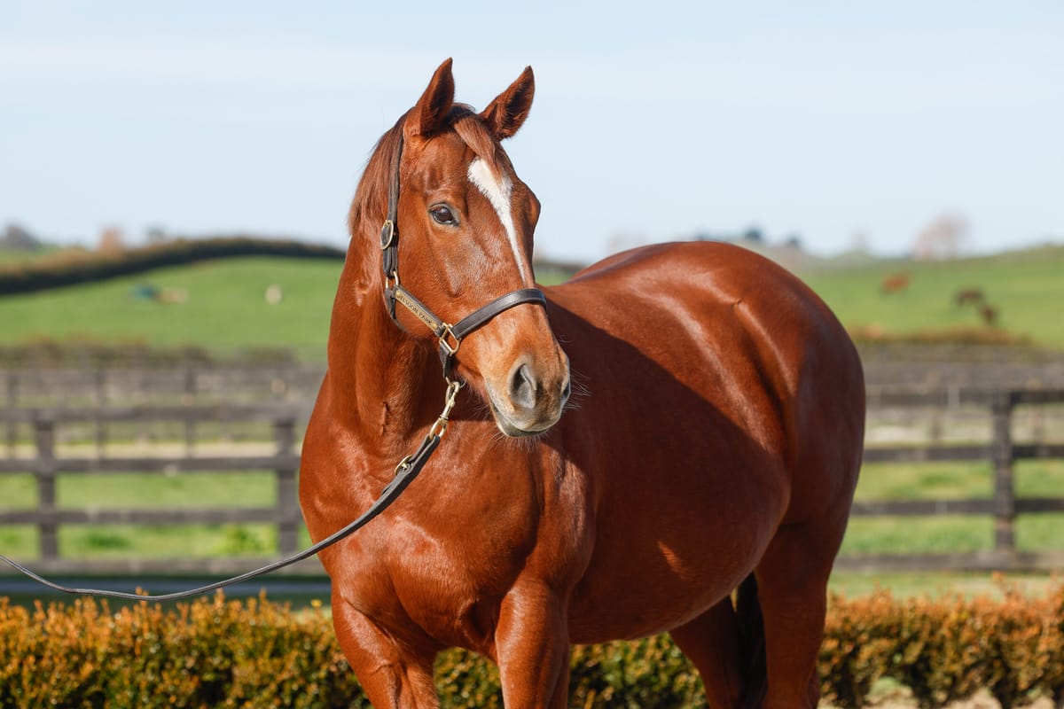 Dolce Amore. Photo: Supplied