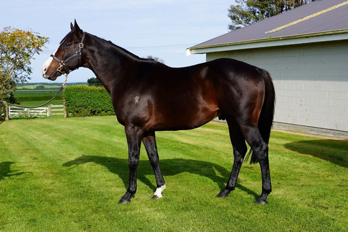 Fee increase for The Bold One