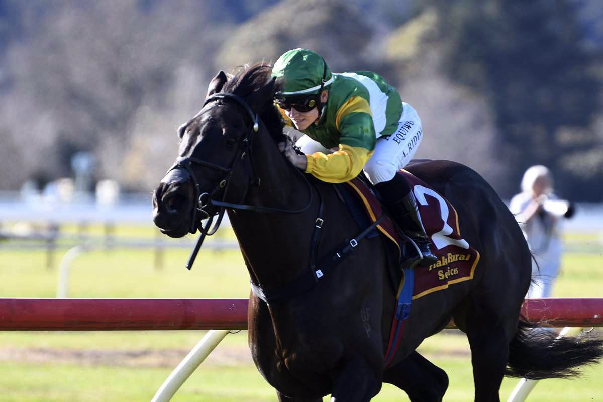 Local Trainer Rathbone well represented at Wanganui