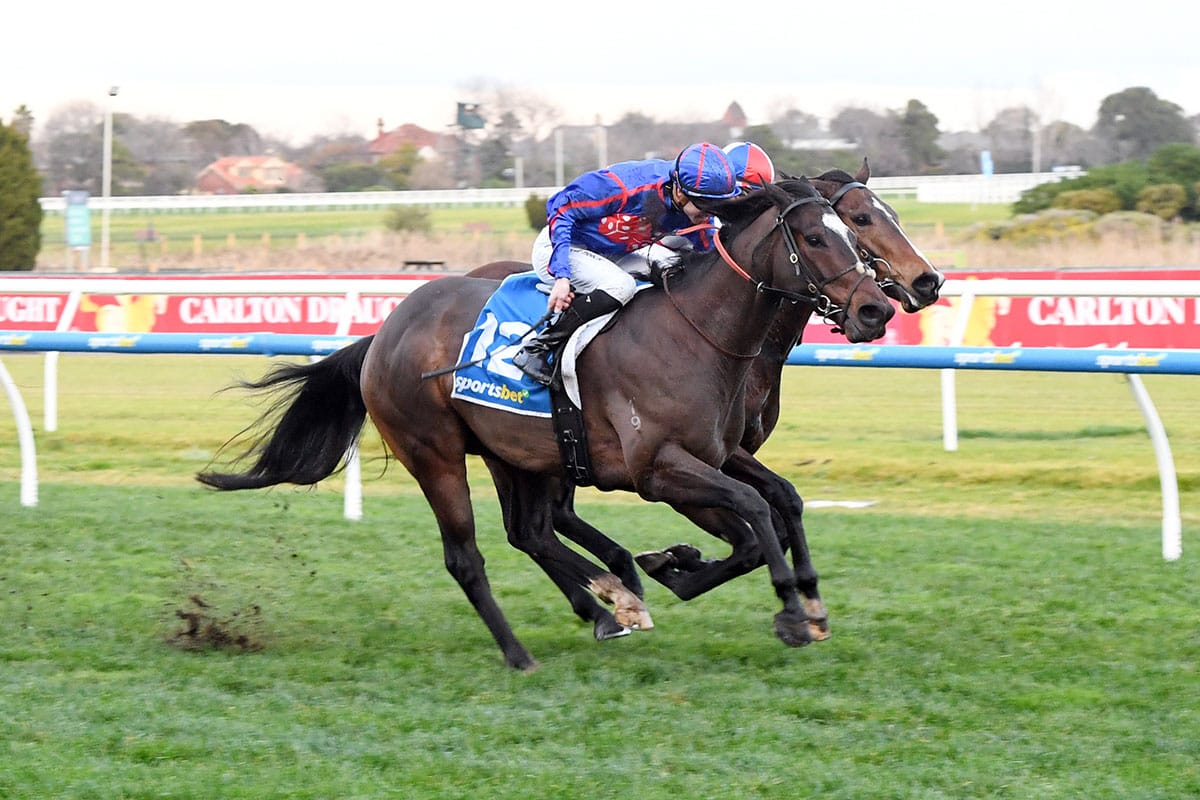 Sacred Falls gelding aiming for five