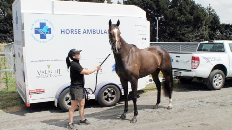 NZHAT here for our thoroughbreds in the new season