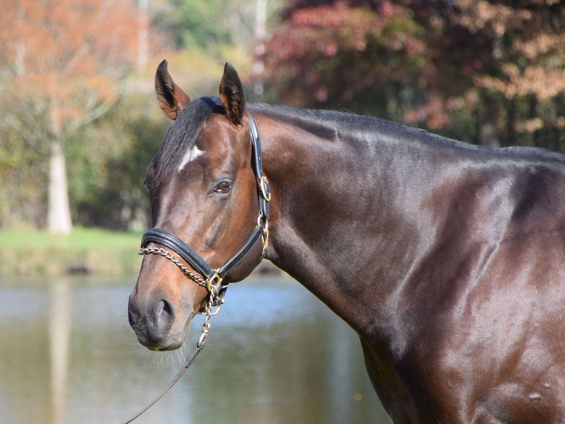 War Decree all but full