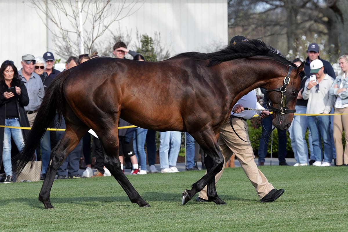Almanzor secures a permanent residency at Cambridge Stud