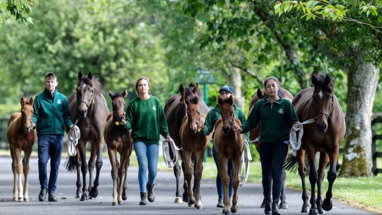 Irish National Stud Scholarship is now open for applications