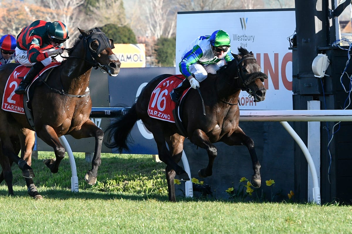 Big Saturday ahead for Waikato Stud