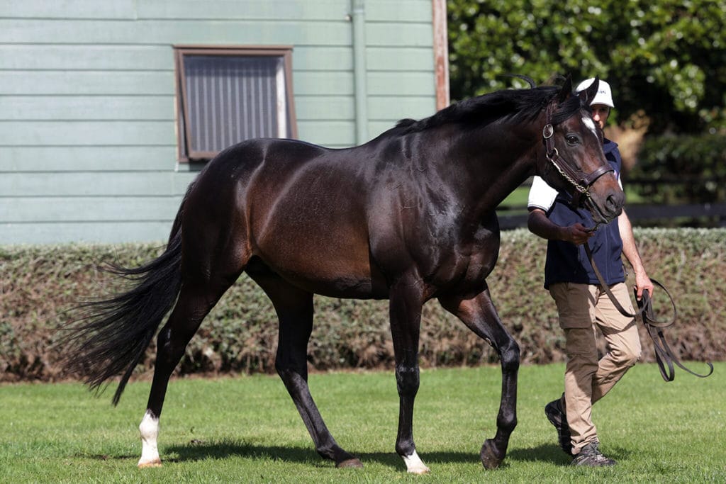 Highview Stud stallion a firm favourite with breeders and buyers